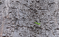Baobab tree